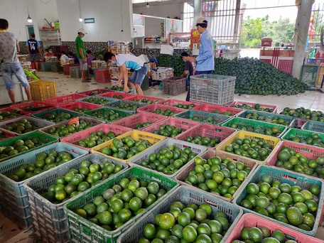 Ngoài khoai, nhiều nông sản khác đồng bằng cũng gặp khó khăn đầu ra.