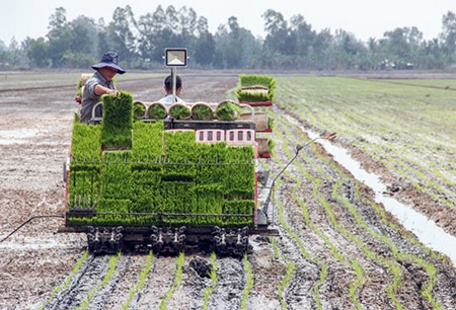  Ngành nông nghiệp khuyến cáo nông dân sạ thưa, sạ hàng, cấy máy để giảm lượng lúa giống, giảm giá thành sản phẩm.