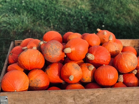 Những trái bí ngô có màu cam rực rỡ.