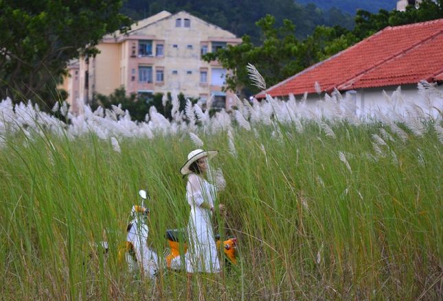 Cuối tháng 10, đầu tháng 11 là thời điểm cỏ lau trổ đều và đẹp nhất. Ở Đà Nẵng, cỏ lau thường mọc ven sông Hàn, dưới chân cầu Thuận Phước, đường lên bán đảo Sơn Trà…