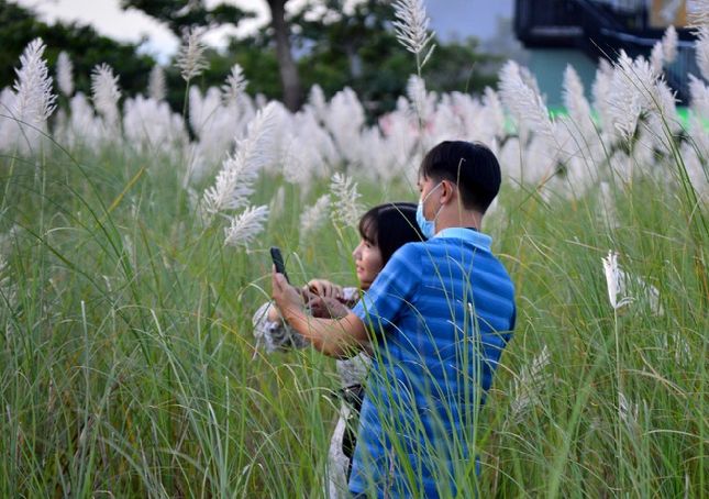 Cỏ lau có thân mỏng, vươn cao quá đầu người. Màu trắng tinh khôi của bông cỏ lau cùng với màu xanh đầy sức sống của thân, cành, lá tạo nên khung cảnh nên thơ khiến ai cũng phải ngoái nhìn.