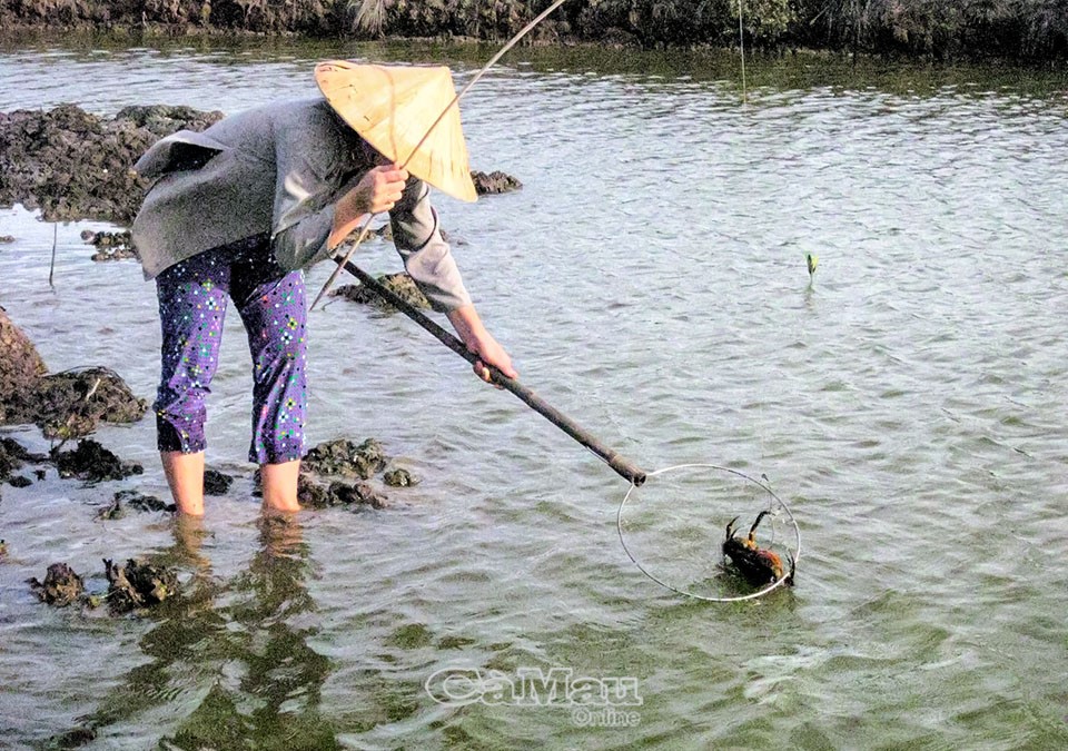 Cua mê ăn, càng kẹp chặt miếng mồi, một tay từ từ kéo nhẹ cần câu, vừa thấy càng cua gần mặt nước, dùng vợt xúc thật nhanh, con cua bị tóm gọn. Ảnh: THANH CHI