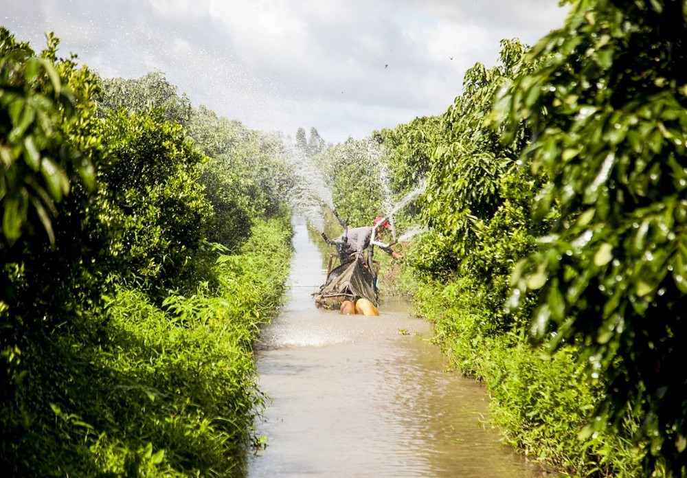  Tưới nước trong vườn hạnh của gia đình ông Trần Văn Hiền ở ấp Thái Thịnh.