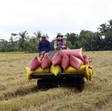 Cơ giới hóa, nâng cao hiệu quả sản xuất. Ảnh chụp trước dịch COVID-19.