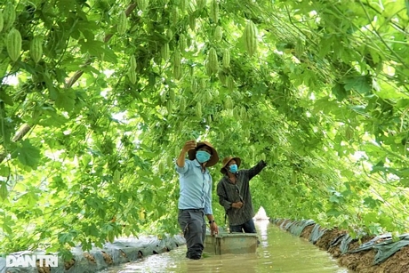 Khổ qua được lão nông đào liếp trồng giàn có chiều dài từ 40 đến 50m, rộng và cao khoảng 2,5m, cách mặt nước hơn 20cm, ở giữa có rãnh nước cho trái quanh năm (Ảnh: Bảo Kỳ).