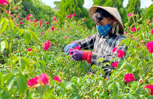 Nhân viên điểm tham quan Cánh đồng hoa hồng, phường Tân Qui Đông chăm sóc hoa kiểng chuẩn bị phục vụ khách du lịch