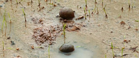Ốc bươu vàng cắn phá lúa Đông Xuân. 