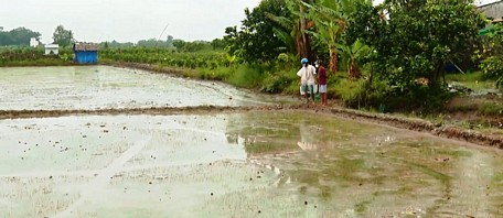Nhiều diện tích lúa mới gieo sạ bị ảnh hưởng do mưa liên tiếp.