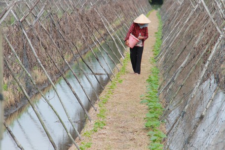 Vợ chú Lâm chăm luống rẫy.