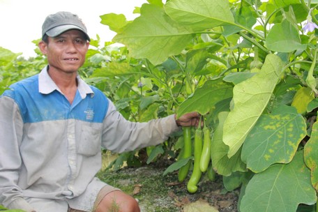 Chú Phú bên ruộng cà “ăn chắc mặc bền” trước dịch.