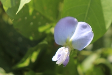 Đậu rồng như hẹn hò với gió, rồi hứa hẹn một điều rằng: “Gió chướng về hoa đậu rồng mới trổ bông”.