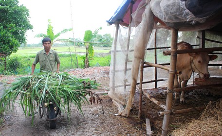 Bằng những việc làm thiết thực, các cấp hội cựu chiến binh trong tỉnh đã thúc đẩy phong trào cựu chiến binh giúp nhau giảm nghèo, làm kinh tế giỏi ngày càng có hiệu quả.