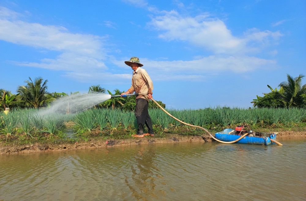 Thực hiện chuyển dịch cơ cấu kinh tế nông nghiệp gắn với xây dựng nông thôn mới, nông dân các địa phương trong tỉnh đã mạnh dạn đưa cây màu xuống ruộng và đem lại nguồn thu nhập cao gấp nhiều lần so với trồng lúa.