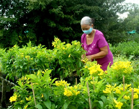 Mỗi vườn có loại hoa đặc trưng, tạo nên sự đa dạng cho sản phẩm làng hoa.