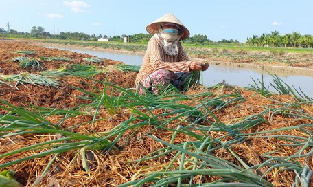  Người dân nông thôn đang mong chờ vụ mùa rẫy mới có thu nhập năm sau cao hơn năm trước.