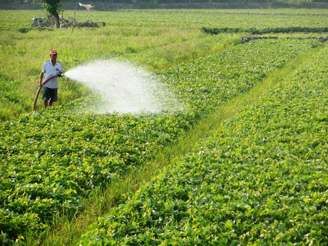 Nhiều địa phương sẵn sàng nguồn cung phục vụ thị trường Tết.