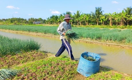 Các địa phương đang vận động người dân chuyển đổi cơ cấu cây trồng để nâng thu nhập.  