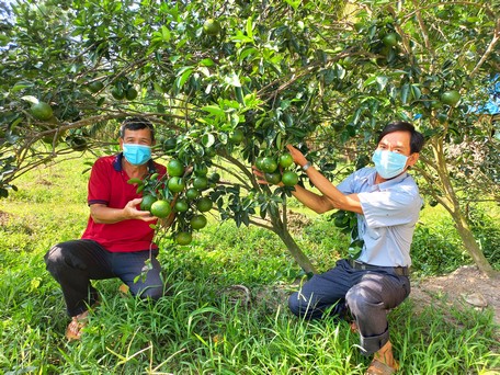 Cây cam sành đang đem đến thu nhập khá cho người dân xã Hiếu Thành.