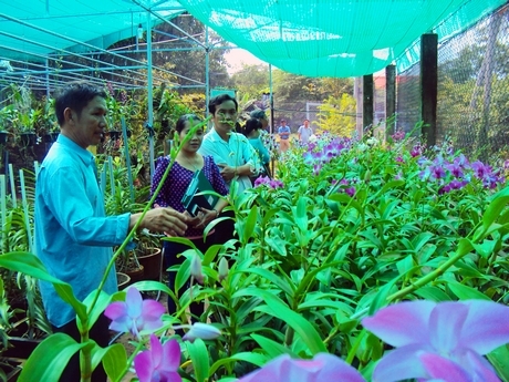 Mô hình trồng hoa lan tại TP Vĩnh Long.