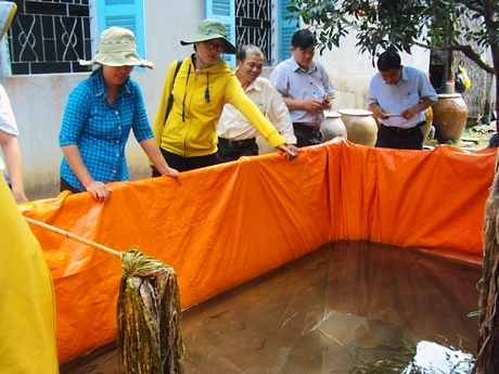 Mô hình nuôi lươn không bùn tại thị trấn Tam Bình (Tam Bình).