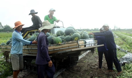 Anh Nguyễn Hồng Lý trồng 4 công dưa vàng, cho biết sản lượng chừng khoảng 10 tấn. Nhưng nhờ kinh nghiệm trồng dưa nhiều năm, nên ruộng dưa của anh trái to đều, lên màu vàng tươi và quan trọng là “lái đã mua hết đi chợ tết”.