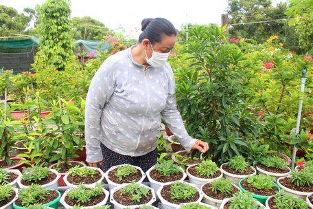 Bà Nhung ươm các loại cây hoa ra chợ bán.
