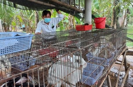 Mô hình nuôi thỏ đang mang lại hiệu quả kinh tế cao cho nông hộ.