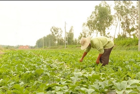 Nông dân cần thăm đồng thường xuyên để phát hiện sớm sự hiện diện của bọ trĩ.