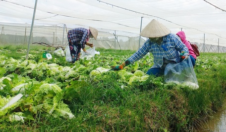 Nông dân thu hoạch cải bắp de trong nhà lưới.