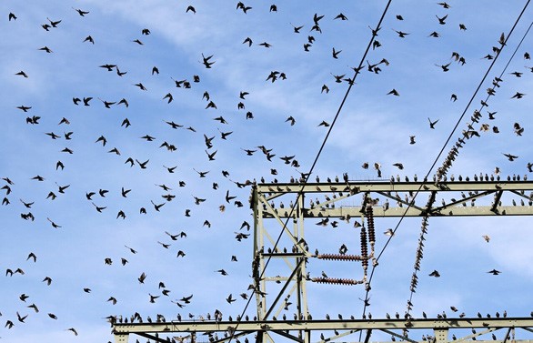 Đàn chim én trong mùa di cư - Ảnh: GETTY IMAGES