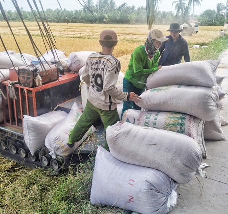 Năng suất lúa của mô hình được nâng lên.