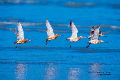 Choắt mỏ thẳng đuôi vằn (bar- ailed Godwit) - loài chim trong sách đỏ - Ảnh: NGUYỄN TRƯỜNG SINH