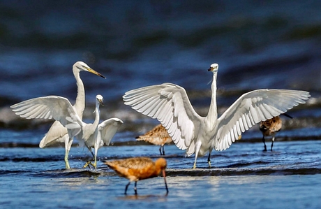 Cò trắng Trung Quốc (Chinese egret) Ảnh: THUẦN VÕ