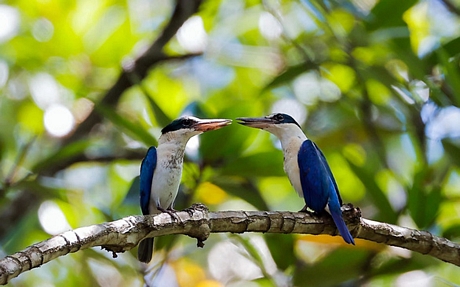 Sả khoang cổ (collared kingfisher) - Ảnh: THUẦN VÕ