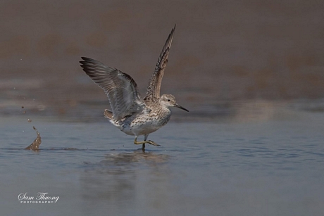 Rẽ lớn ngực đốm (great knot - sách đỏ) Ảnh: SÂM THƯƠNG