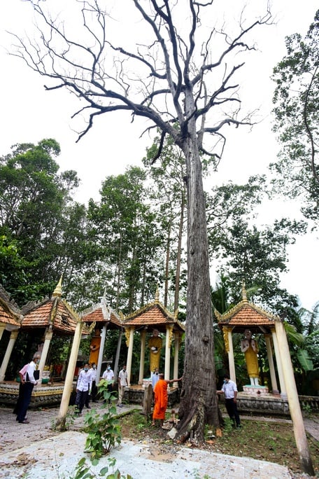 Sở Văn hóa, Thể thao và Du lịch, Ban Dân tộc tỉnh và một số ban ngành liên quan đến khảo sát, xác định tình trạng cây Sao còn sống hay đã chết.