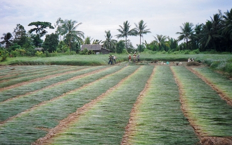 Thu hoạch lác ở xã Trung Thành Đông (Vũng Liêm).