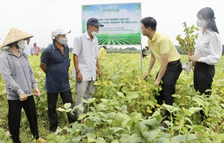 Nông dân phấn khởi khi tham gia mô hình vì mang lại hiệu quả kinh tế cao hơn.