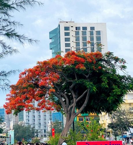 Cư dân mạng đã ưu ái đặt cho cây phượng những cái tên độc đáo như “đường tình đôi ngã”, “uyên ương hợp nhất”…