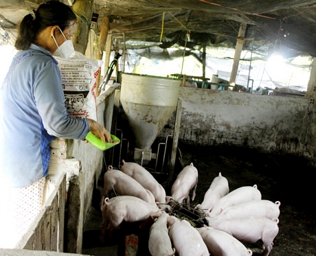 Chi phí sản xuất tăng trong khi giá heo hơi đứng yên khiến người chăn nuôi gánh lỗ, không dám tái đàn.