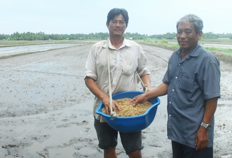 Nông dân tại một số ấp của xã Tân An Luông xuống giống vụ Hè Thu muộn hơn mọi năm gần 2 tháng.