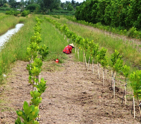 Cây giống đảm bảo đáp ứng đủ nhu cầu của nông dân.