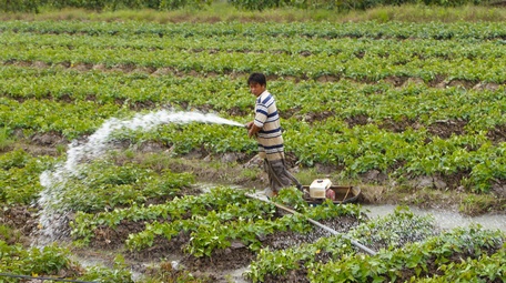 Doanh nghiệp khó tìm vùng nguyên liệu được cấp mã số vùng trồng để thu mua.