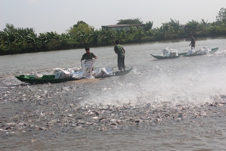 Lực lượng vũ trang thực hiện tốt công tác tăng gia sản xuất đem lại nguồn thu và nâng cao chất lượng bữa ăn của bộ đội.