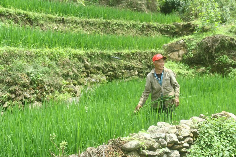 Người dân dùng đá để be bờ giữ nước cho từng mảnh ruộng nhỏ để cấy lúa, trồng bắp ngô.