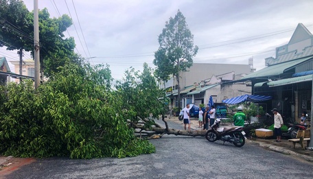 Mức lớn, giông gió đã làm đổ ngã một số cây lớn.