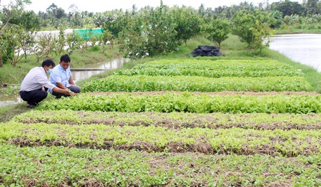 Ban Vận động ấp Mướp Sát đã vận động người dân chuyển đổi sản xuất để nâng cao thu nhập.