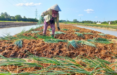 Việc thực hiện cơ cấu lại ngành nông nghiệp đã và đang góp phần nâng cao thu nhập cho nông hộ.