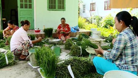 Cây hẹ đang đem lại thu nhập cao cho nông dân.