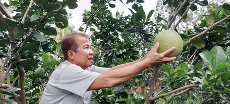 Ông Phúc phấn khởi vì vườn bưởi luôn tươi tốt, duy trì trái quanh năm.